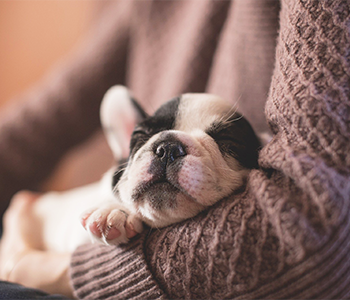 image of a puppy sleeping