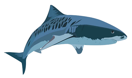 tiger shark