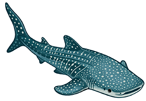 whale shark